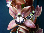 Mini Chocolate Orchid - Cymbidium
